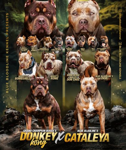 Donkey Kong X Catelya
