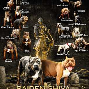 Pedigree banner