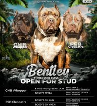 Bentley open for stud