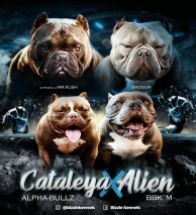 Cataley x Alien