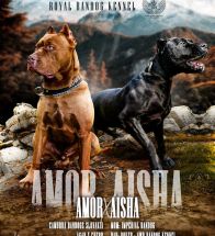 Aisha X Amor