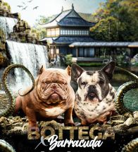 Bottega X Barracuda