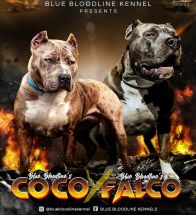 Coco X Falco