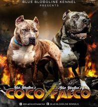 Coco x Falco
