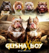 Geisha X Boy