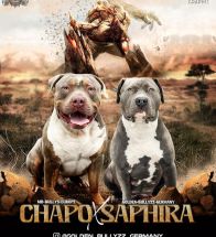 Chafo X Saphira