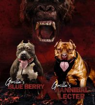 Hannibal X Berry