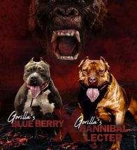 Hannibal x Berry