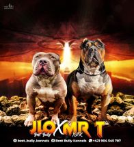 JLO X Mr T