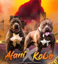 Afani X Koba