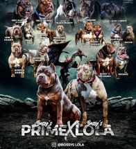 Lola X Prime