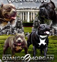 Morgan X Django