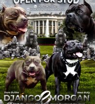 Morgan Django