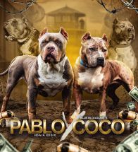 Pablo