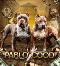 Pablo