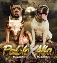 Pabo X Alfa