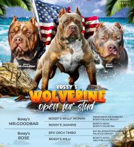 Wolvrine