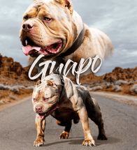 Guapo