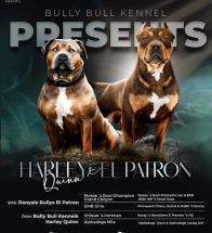 Harley X El Patron