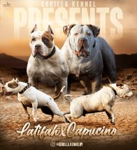 Latifah X Capucino