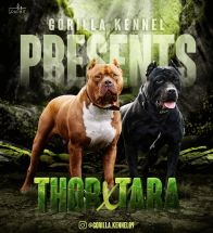 Thor X Tara