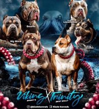 Trinity X Viking